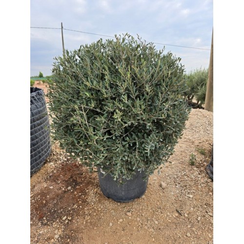Olea bola 35/45 lt